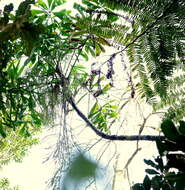 Image of Dypsis pinnatifrons Mart.