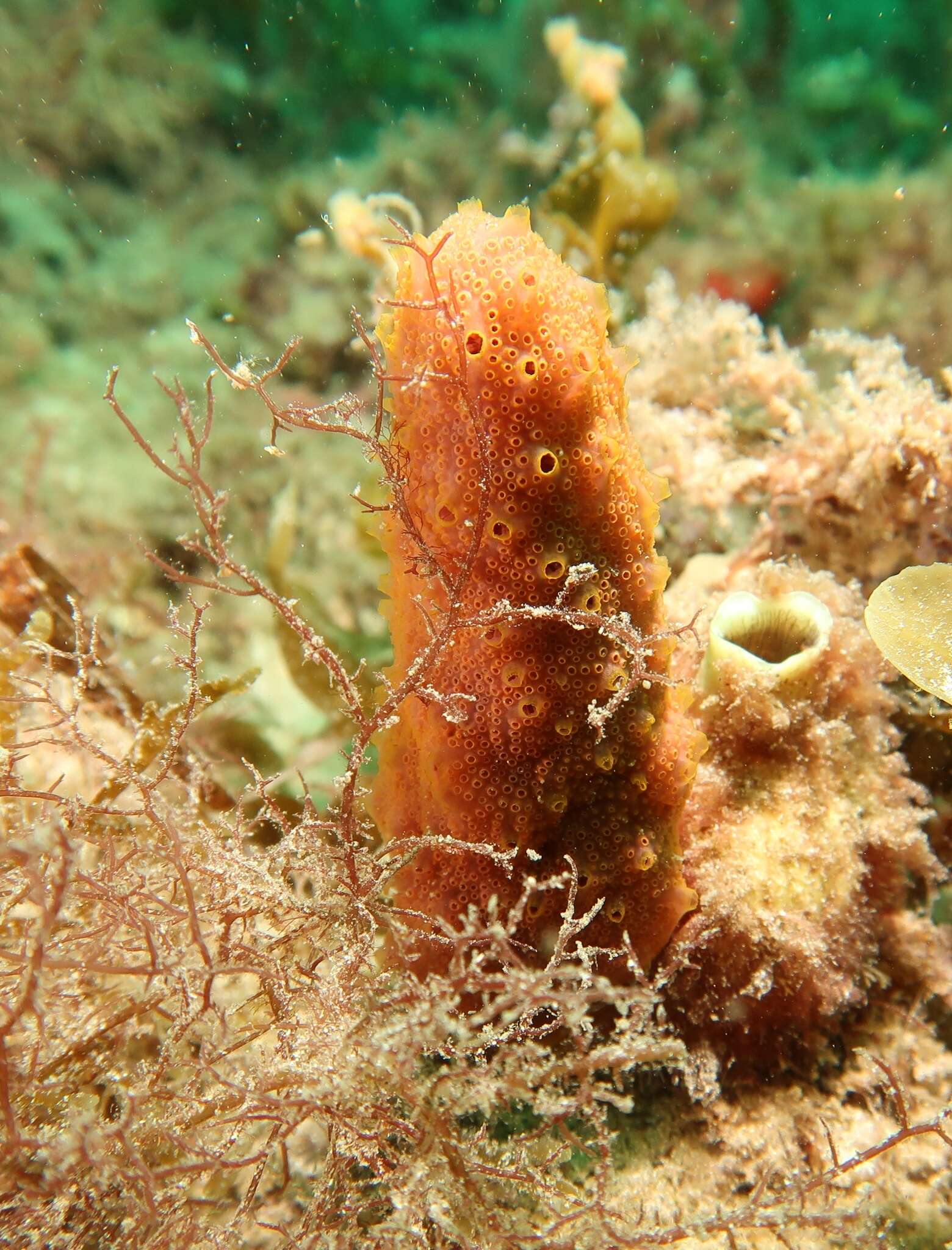 Image of Hypsistozoa distomoides (Herdman 1899)