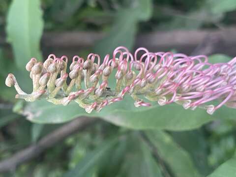 Image of Grevillea barklyana F. Müll. ex Benth.