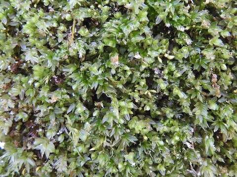 Image of olivegreen calcareous moss