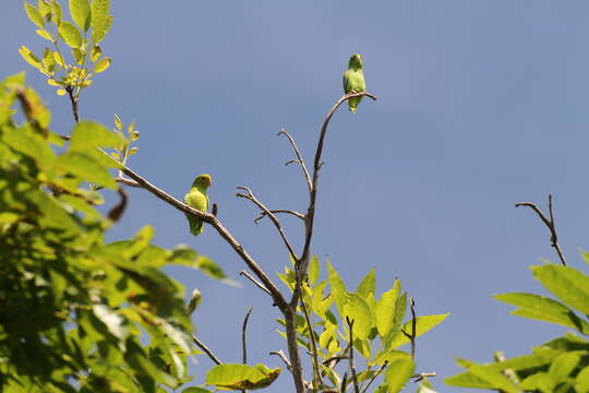 Image of Turquoise-winged Parrotlet