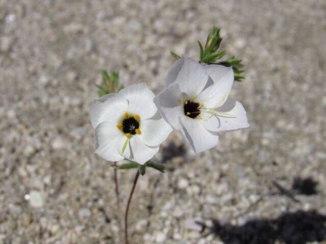 Image of golden linanthus