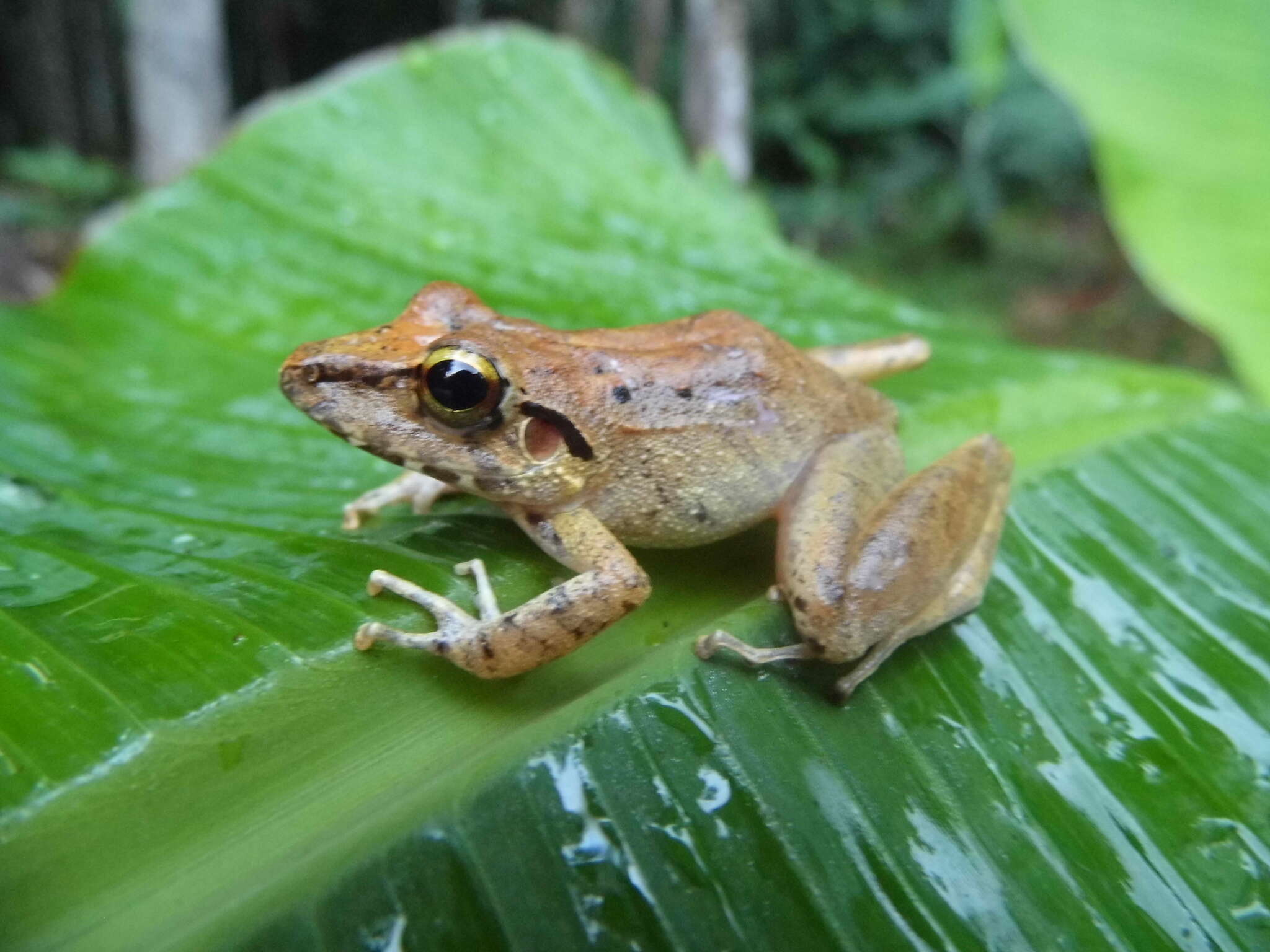 Image of Pristimantis fenestratus (Steindachner 1864)