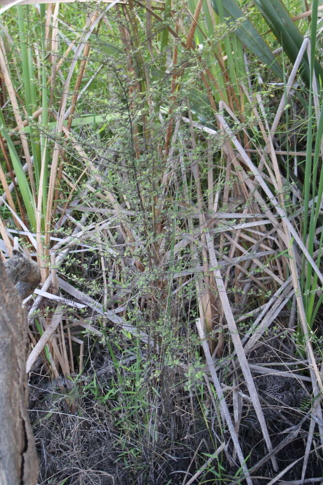 Image of Coprosma tenuicaulis Hook. fil.