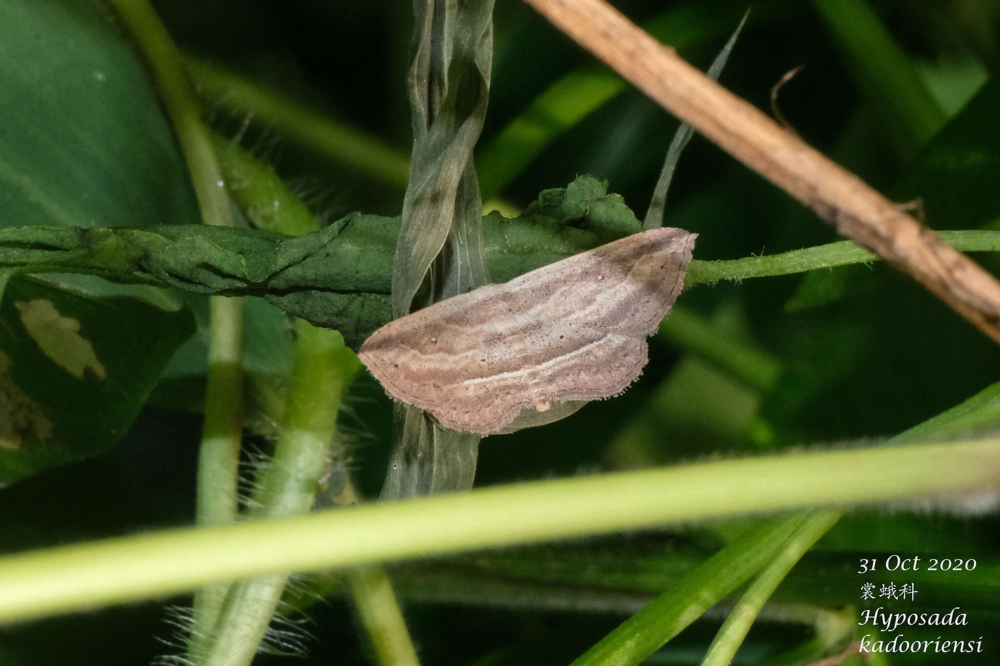 Image of Hyposada kadooriensis Galsworthy 1998