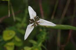 Moraea brevistyla (Goldblatt) Goldblatt resmi