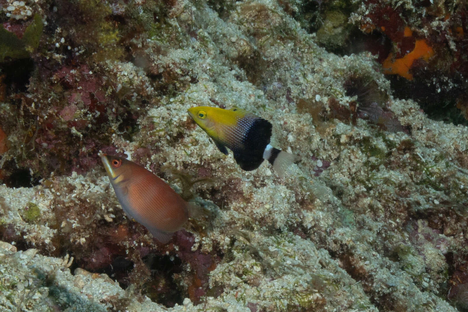 Bodianus loxozonus (Snyder 1908) resmi