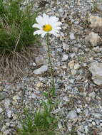 Слика од Leucanthemum adustum (Koch) Gremli