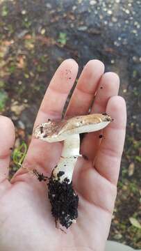 Image of Leucoagaricus cupresseus (Burl.) Boisselet & Guinb. 2001