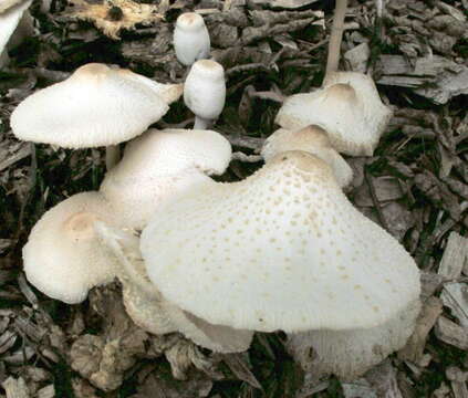 Image of Leucocoprinus cepistipes (Sowerby) Pat. 1889