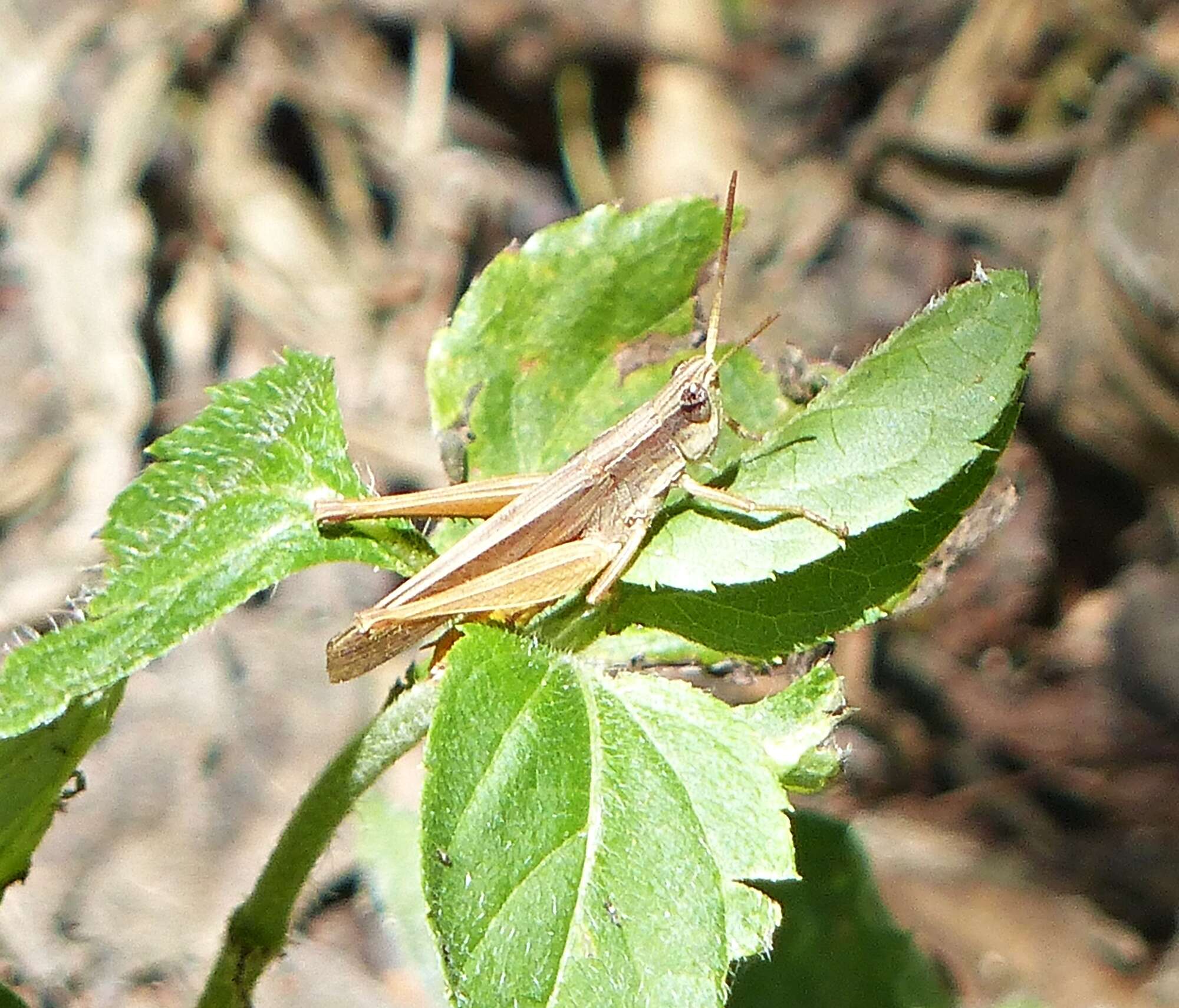 Eutryxalis filata (Walker & F. 1870) resmi