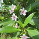 Слика од Myoporum rapense subsp. kermadecense