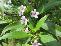 Слика од Myoporum rapense subsp. kermadecense