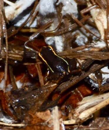 Image de Eleutherodactylus iberia Estrada & Hedges 1996