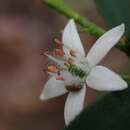 Image of Philotheca trachyphylla (F. Müll.) Paul G. Wilson