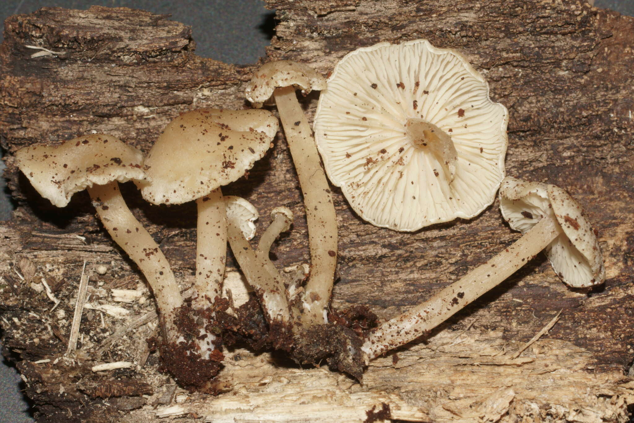 Image of <i>Pseudolaccaria pachyphylla</i>