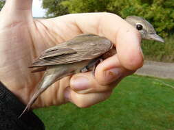 Image of Garden Warbler