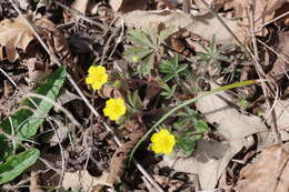 Image of Potentilla heptaphylla L.