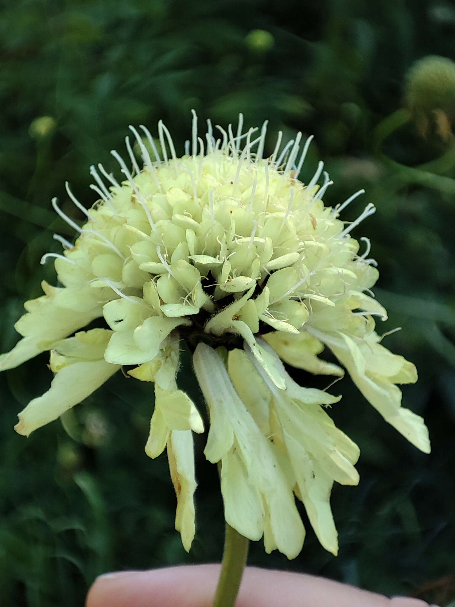 Image of Cephalaria litvinovii Bobrov