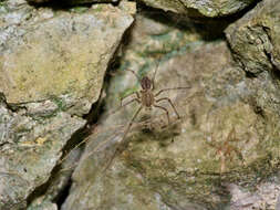 Image of Scytodes atlacoya Rheims, Brescovit & Durán-Barrón 2007