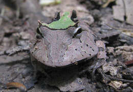 蘇利南角蛙的圖片
