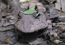 صورة Ceratophrys cornuta (Linnaeus 1758)