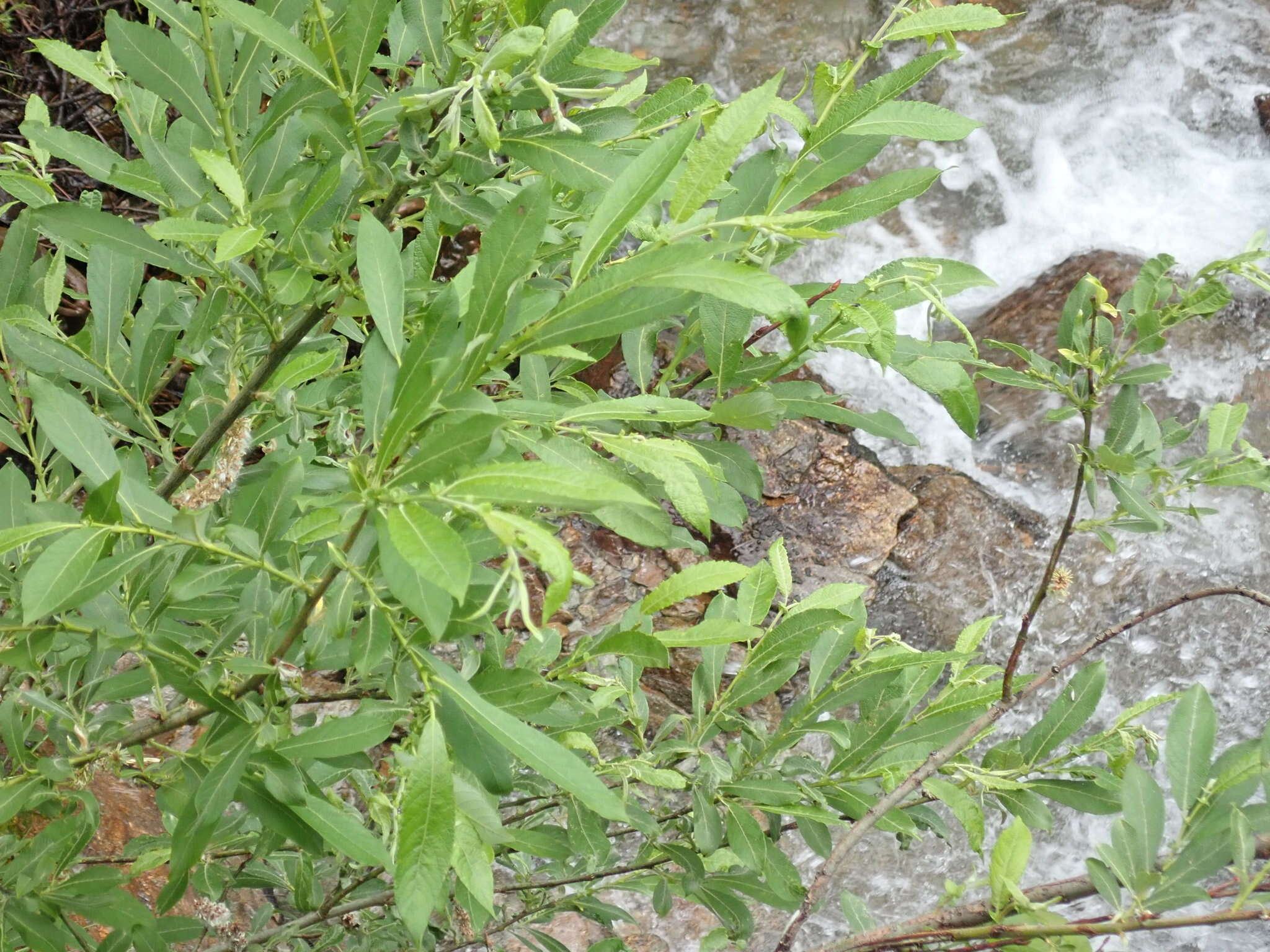 Image of Salix appendiculata Vill.