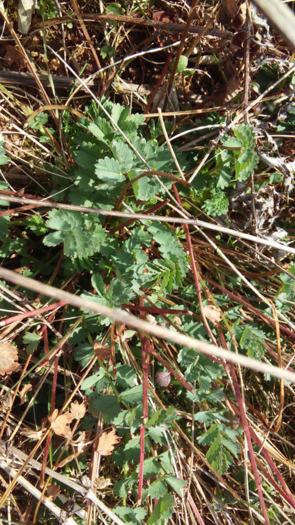 Imagem de Poterium sanguisorba L.