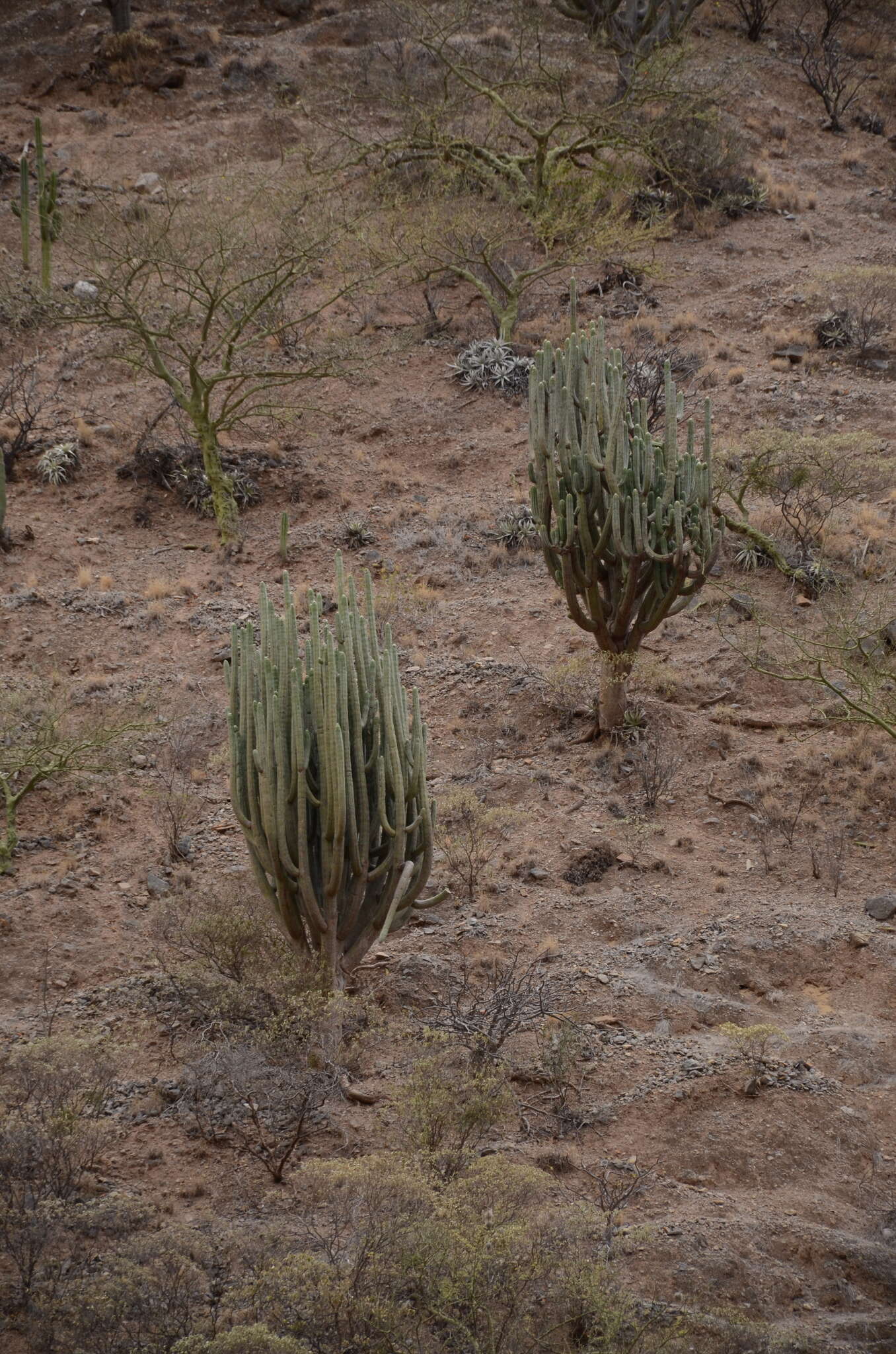 Image of Armatocereus rauhii subsp. balsasensis (F. Ritter) Ostolaza