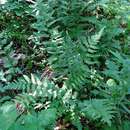 Imagem de Dryopteris clintoniana (D. C. Eat.) Dowell