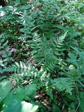 Image of Clinton's woodfern