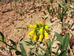 Image of Moltkia aurea Boiss.