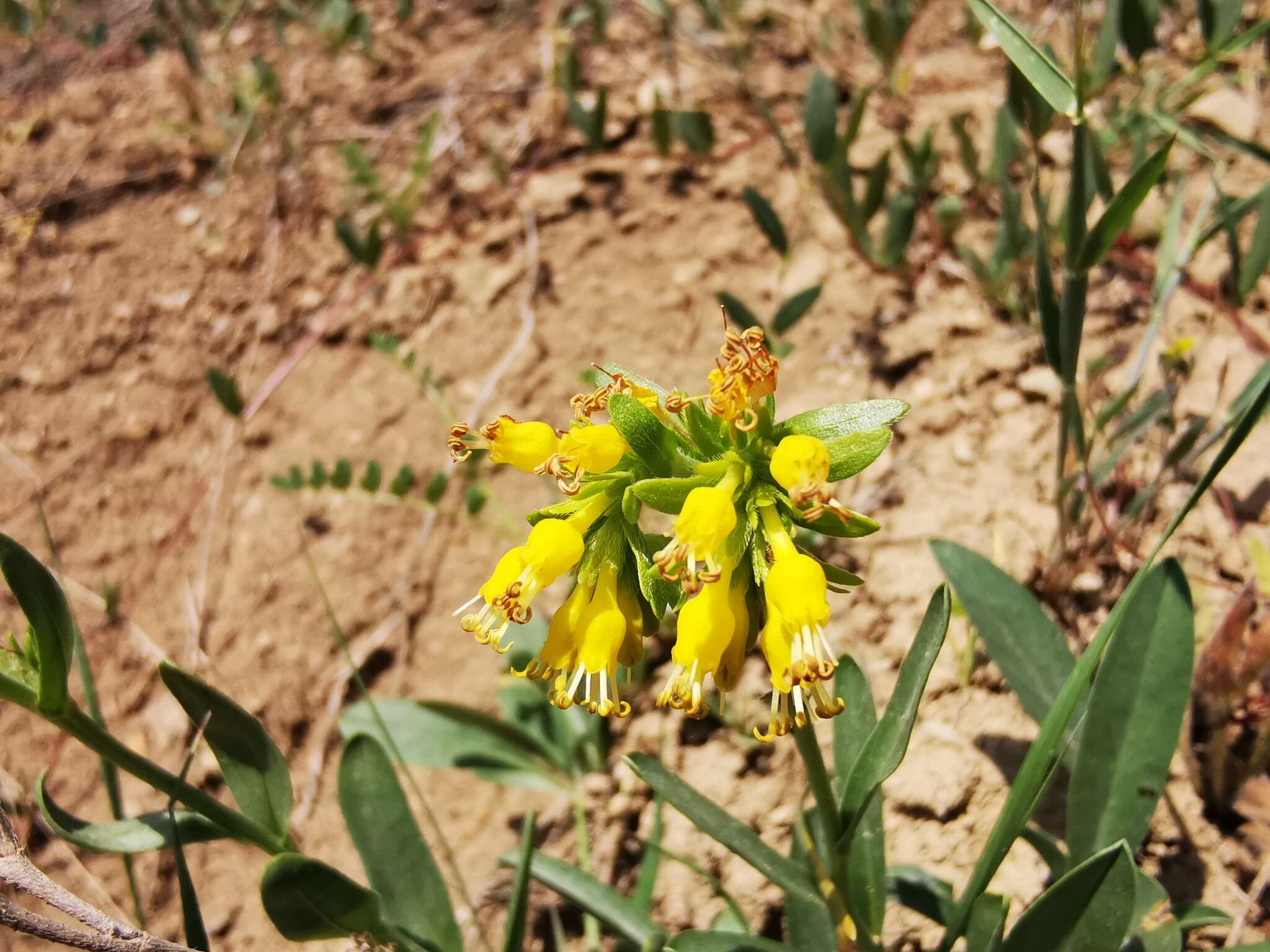 Image of Moltkia aurea Boiss.