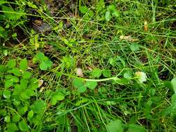 Image of running buffalo clover