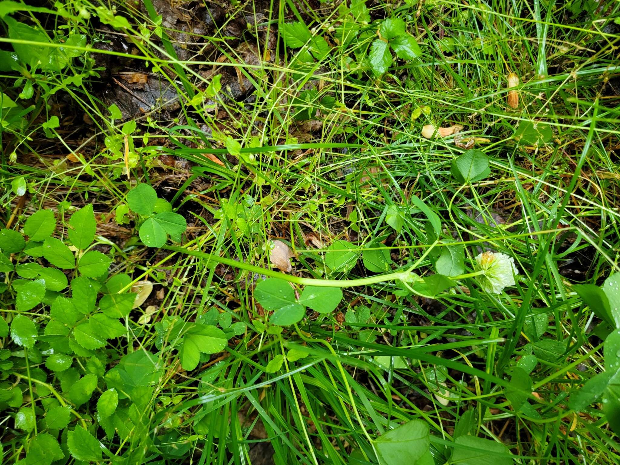 Image de Trifolium stoloniferum Muhl.