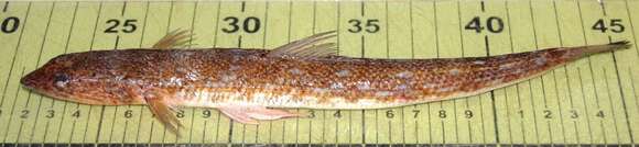 Image of Inshore Lizardfish