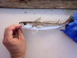 Image of Atlantic hake