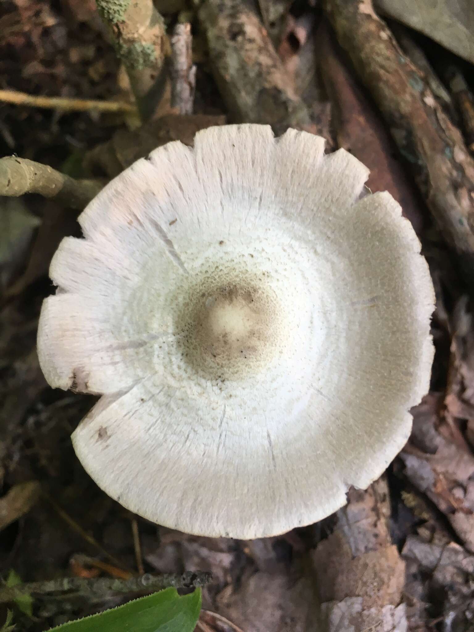 Image of Agaricus leptocaulis Kerrigan 2016