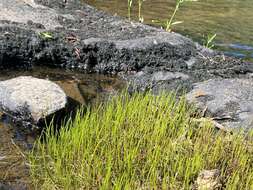 Image of Gulf River Harperella