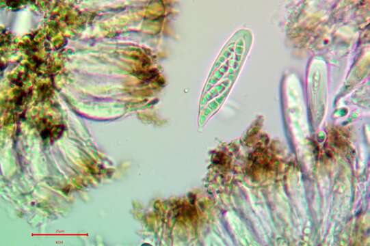 Image de Alyxoria ochrocheila (Nyl.) Ertz & Tehler