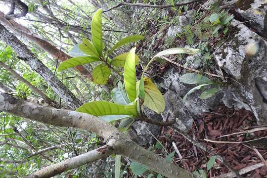 Ficus obtusifolia Kunth的圖片