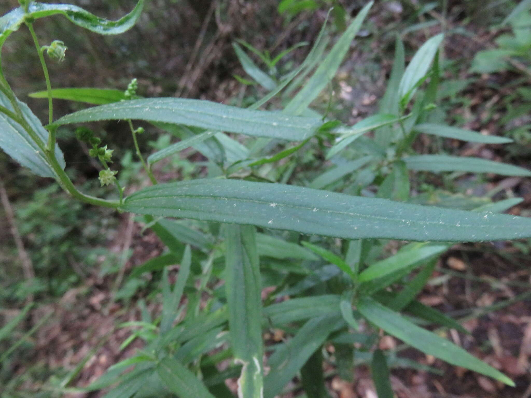 Sivun Chiropetalum tricuspidatum (Lam.) A. Juss. kuva