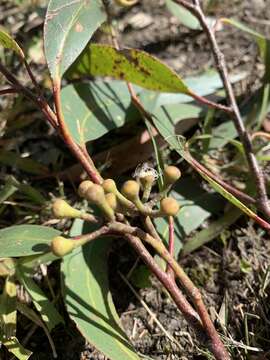 Image of Eucalyptus consideniana Maiden