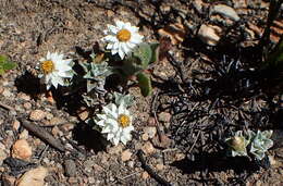 Image de Helichrysum altigenum Schltr. & Moeser