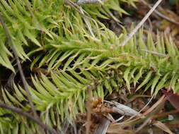 Image of Feather-Stem Club-Moss