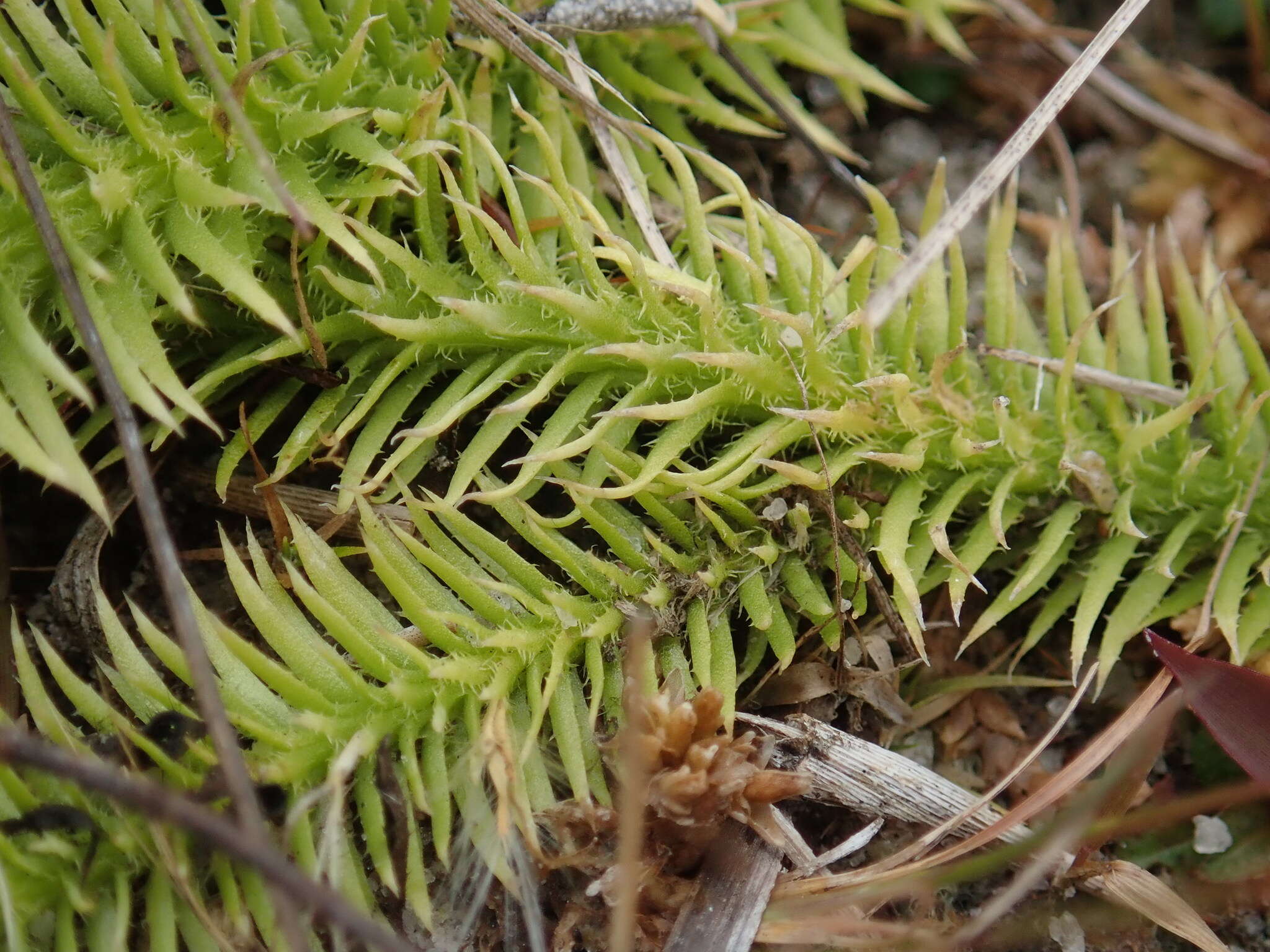 Imagem de Lycopodiella prostrata (R. M. Harper) Cranfill