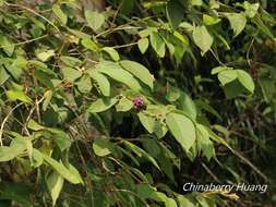 Image de Callicarpa formosana var. formosana