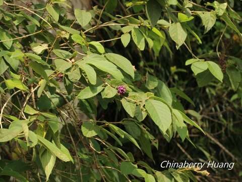 Image de Callicarpa formosana var. formosana