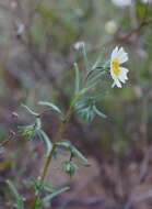 Image of Layia erubescens B. G. Baldwin