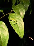 Image of Glass frog